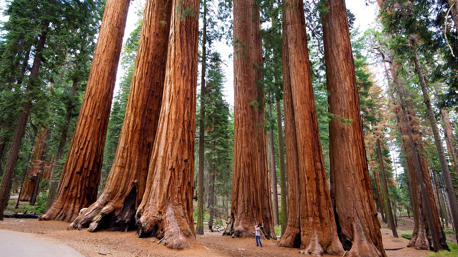 Día 11 - Entre gigantes - Sequoia National Park - When Dreams Comes True - Honeymoon - US West Coast (6)